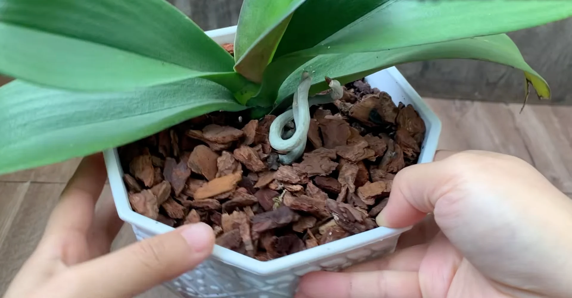 Why Healthy Roots Hold the Secret to Orchid Blooms? screenshot 9