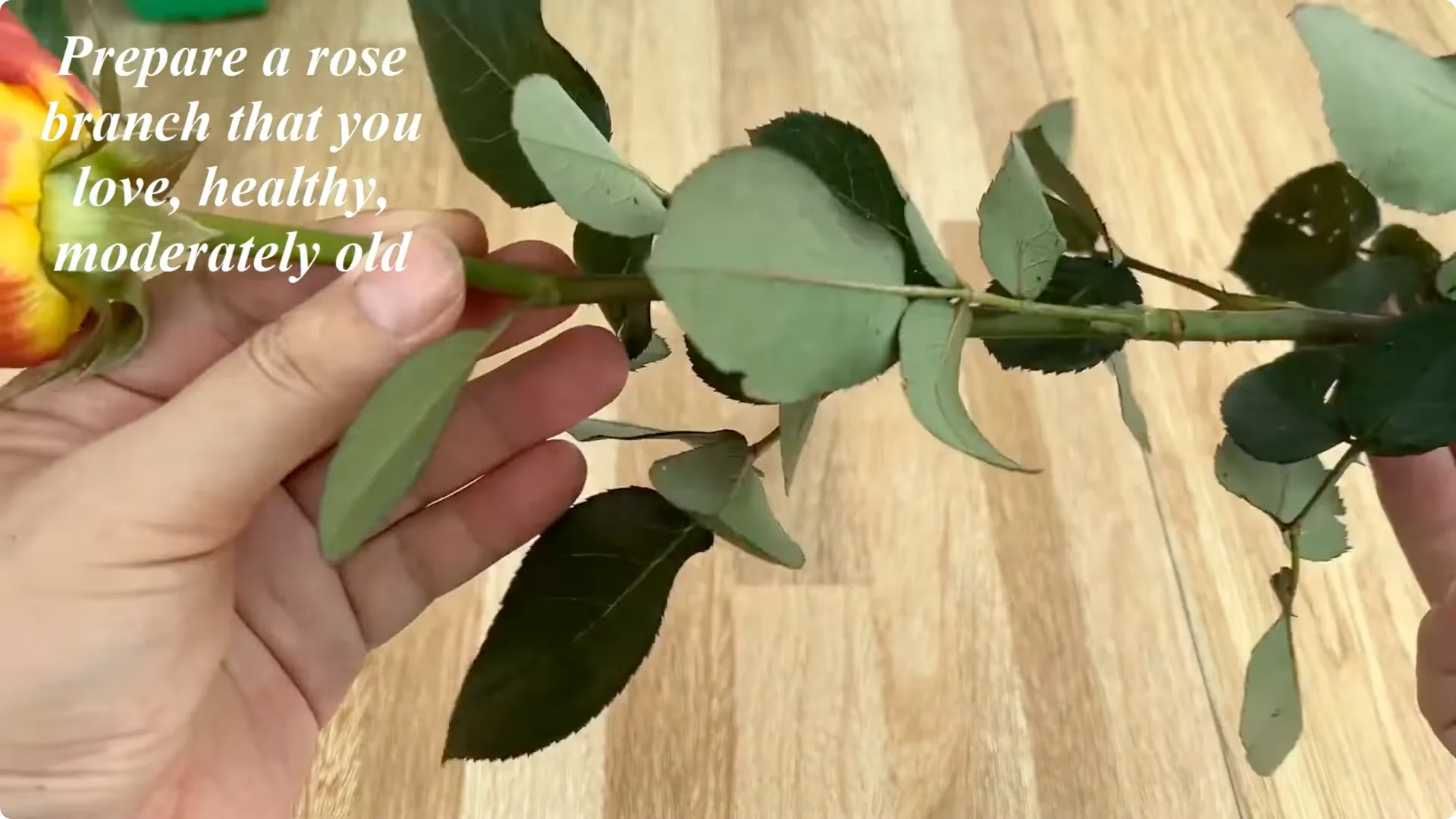 Why Sprinkling 1 Spoon Sparks Rose Branch Growth and Blooms screenshot 1