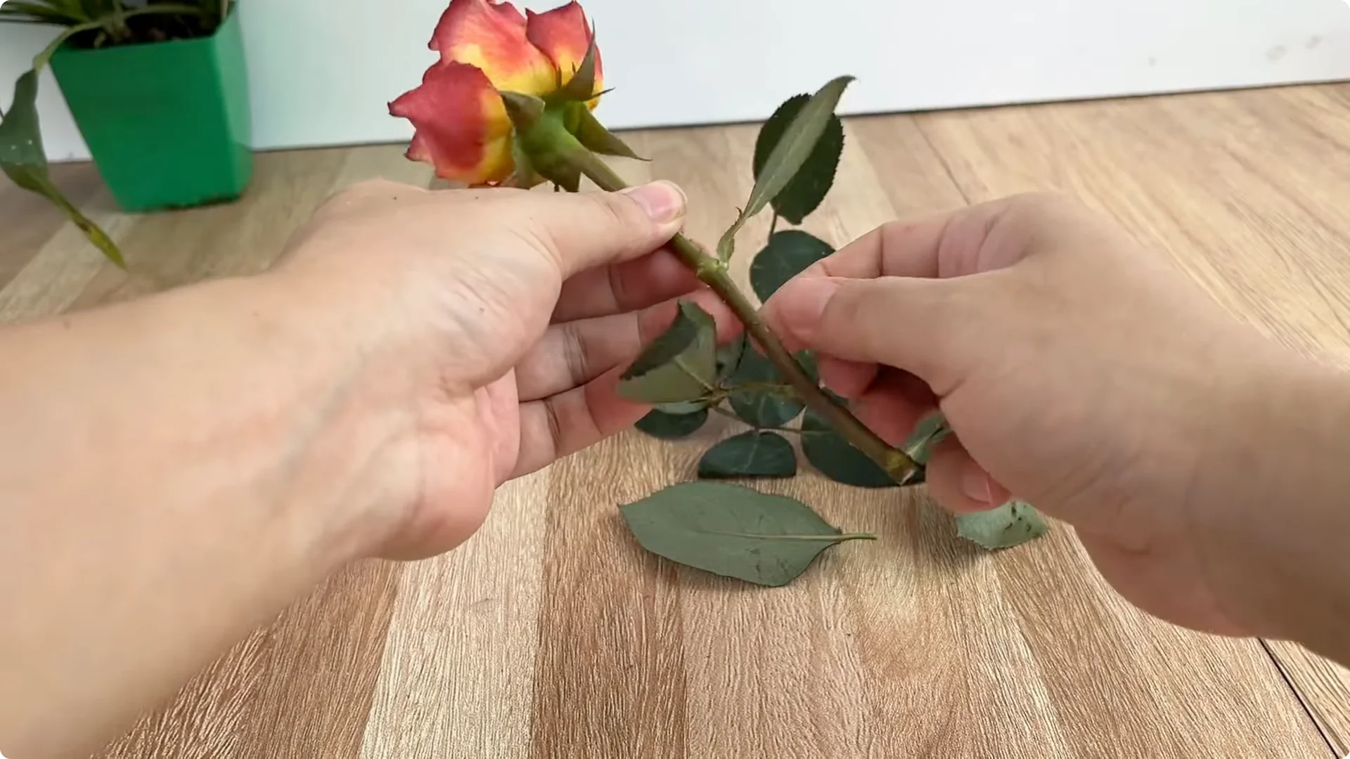Why Sprinkling 1 Spoon Sparks Rose Branch Growth and Blooms screenshot 2