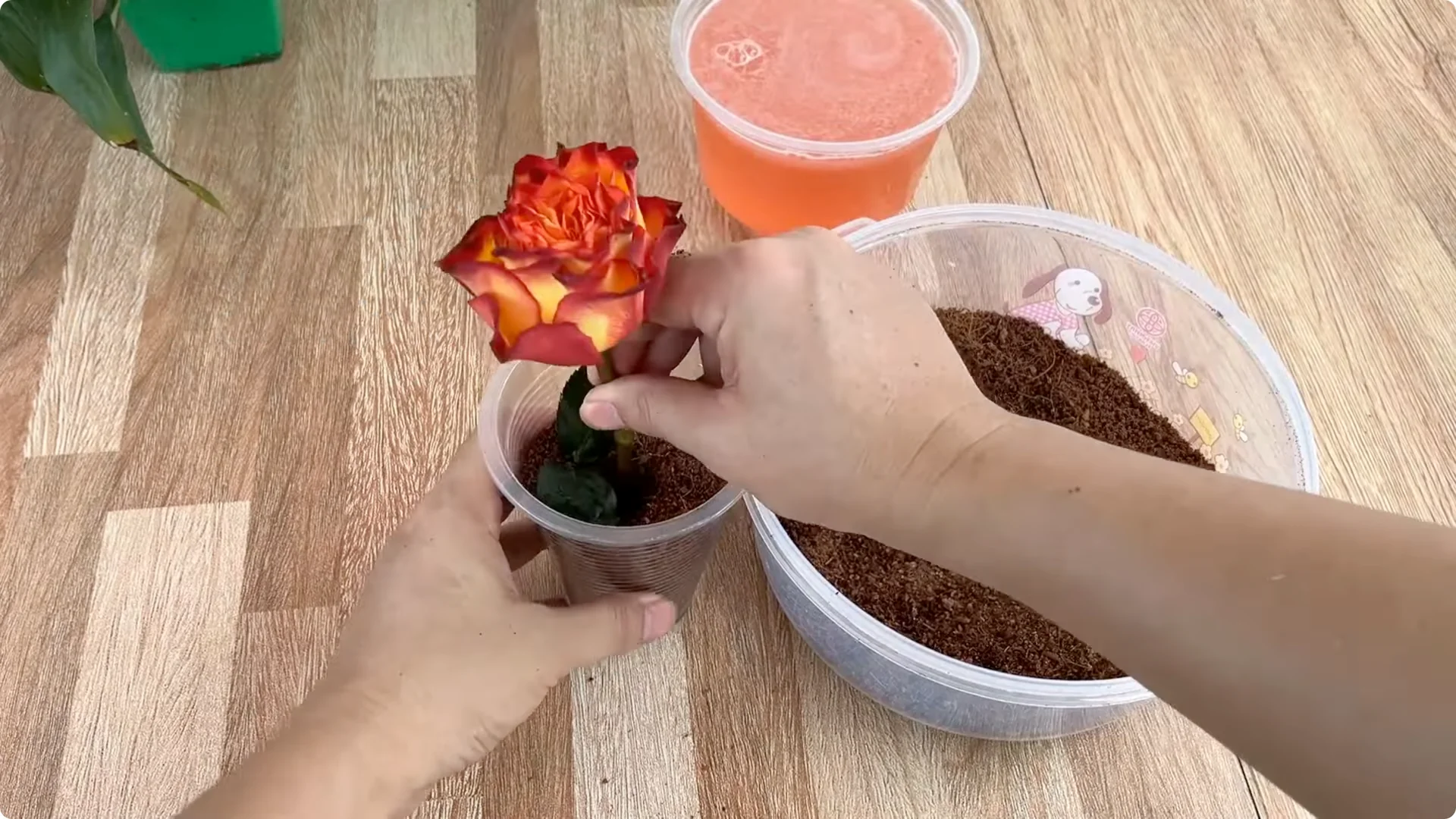 Why Sprinkling 1 Spoon Sparks Rose Branch Growth and Blooms screenshot 6