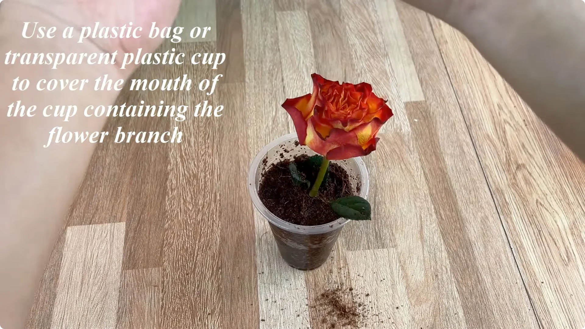 Why Sprinkling 1 Spoon Sparks Rose Branch Growth and Blooms screenshot 7