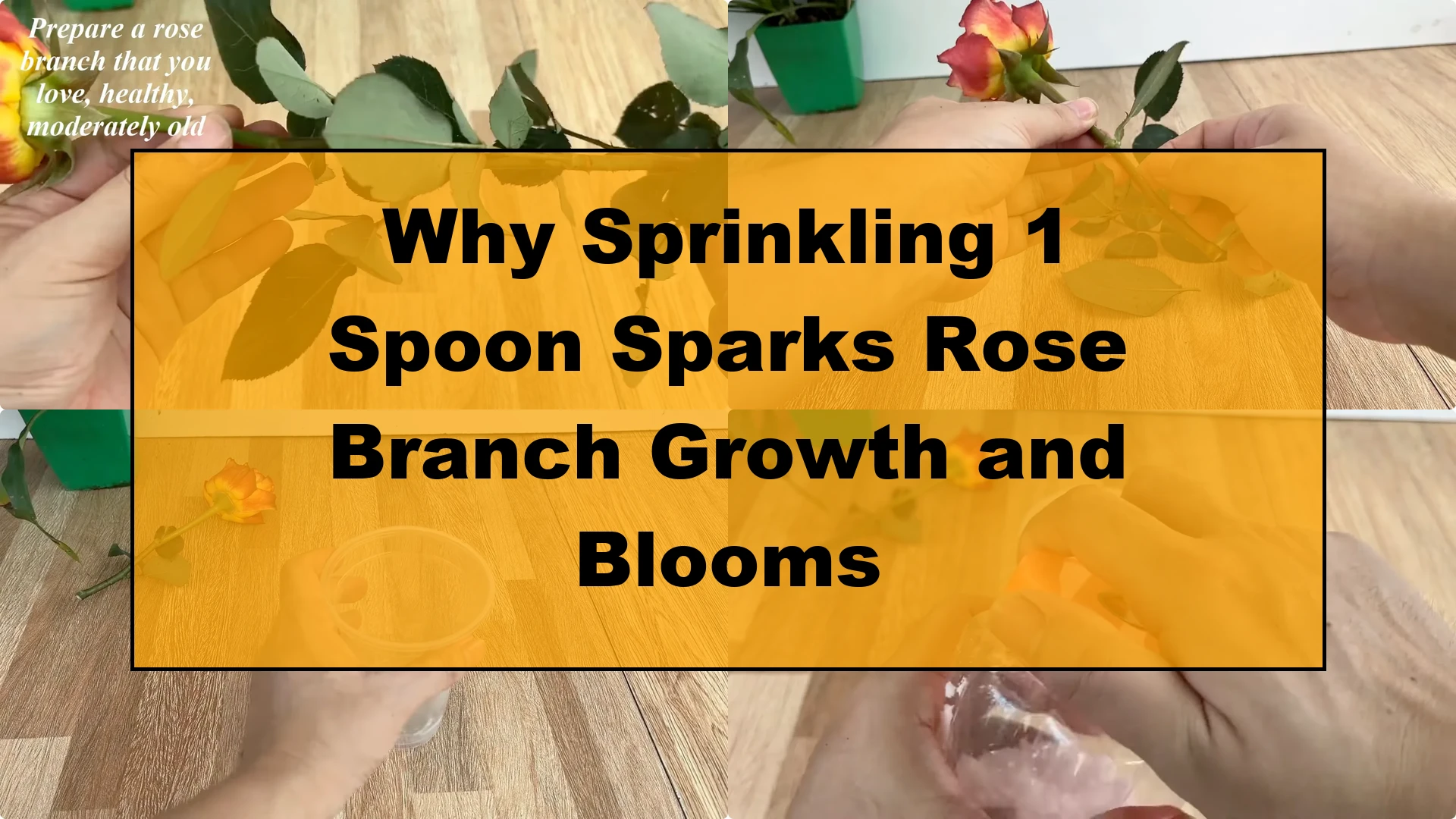 Why Sprinkling 1 Spoon Sparks Rose Branch Growth and Blooms - Featured Image