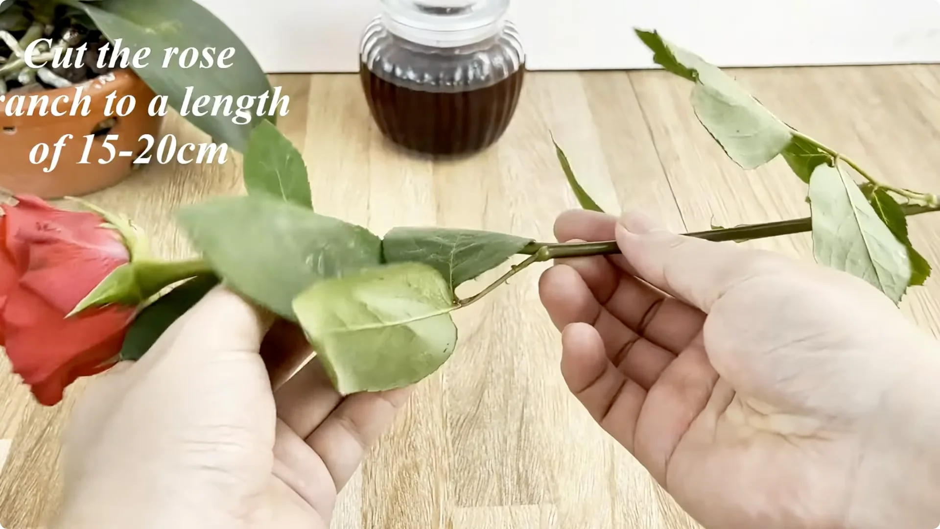 Why Sprinkling One Spoon Helps Rose Branches Root Fast screenshot 2