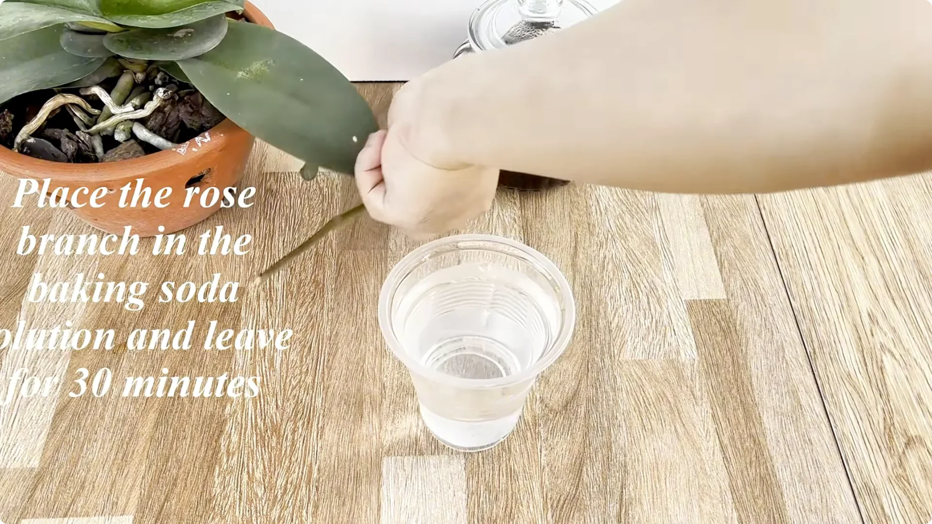 Why Sprinkling One Spoon Helps Rose Branches Root Fast screenshot 2