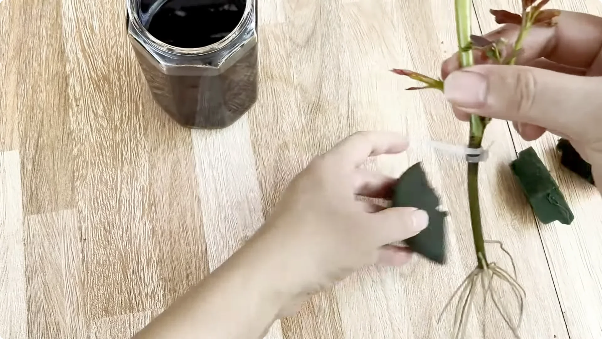 Why Sprinkling One Spoon Helps Rose Branches Root Fast screenshot 5