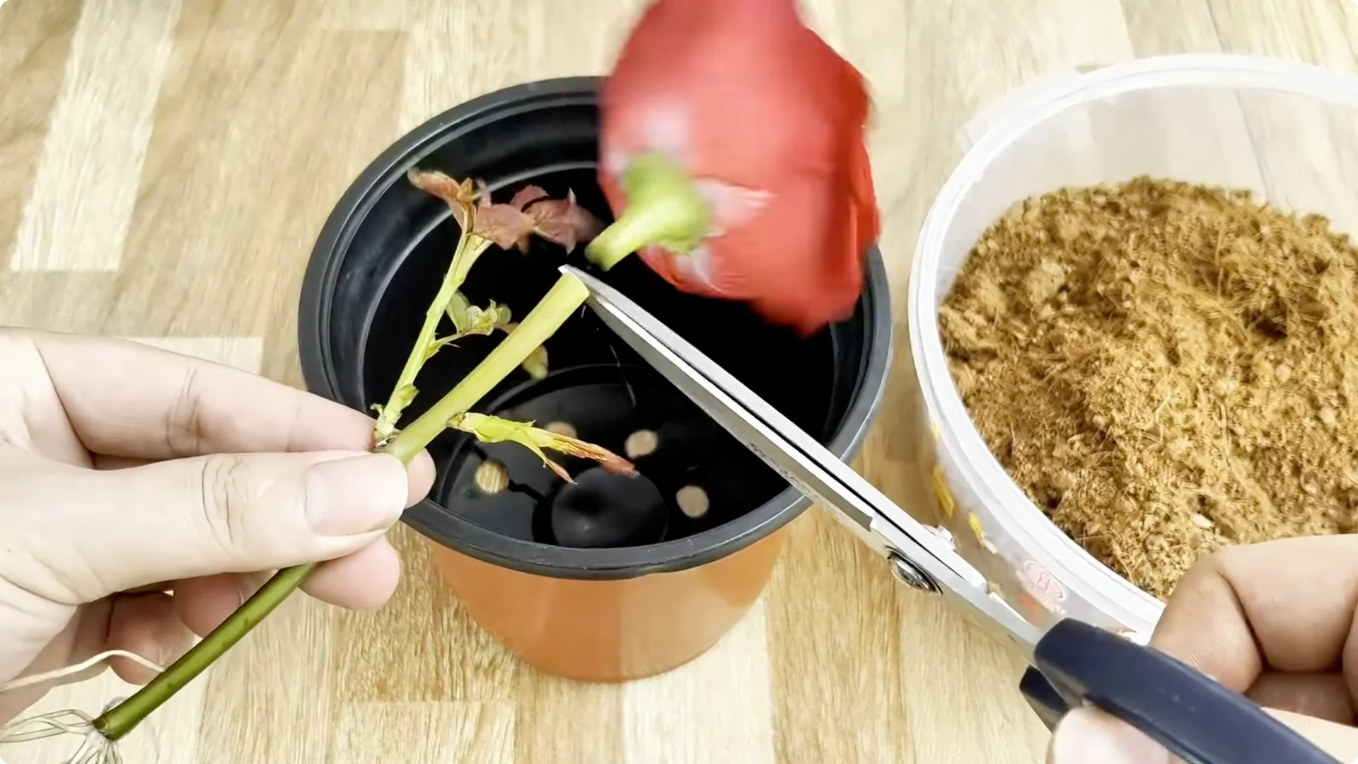 Why Sprinkling One Spoon Helps Rose Branches Root Fast screenshot 6