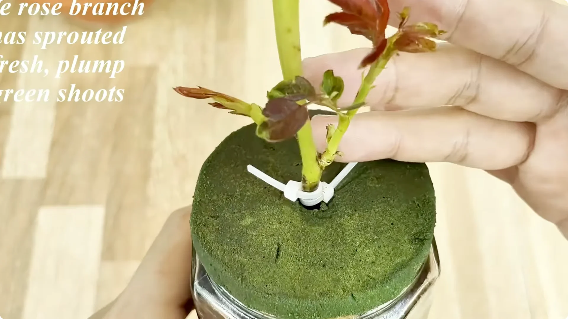 Why Sprinkling One Spoon Helps Rose Branches Root Fast screenshot 7