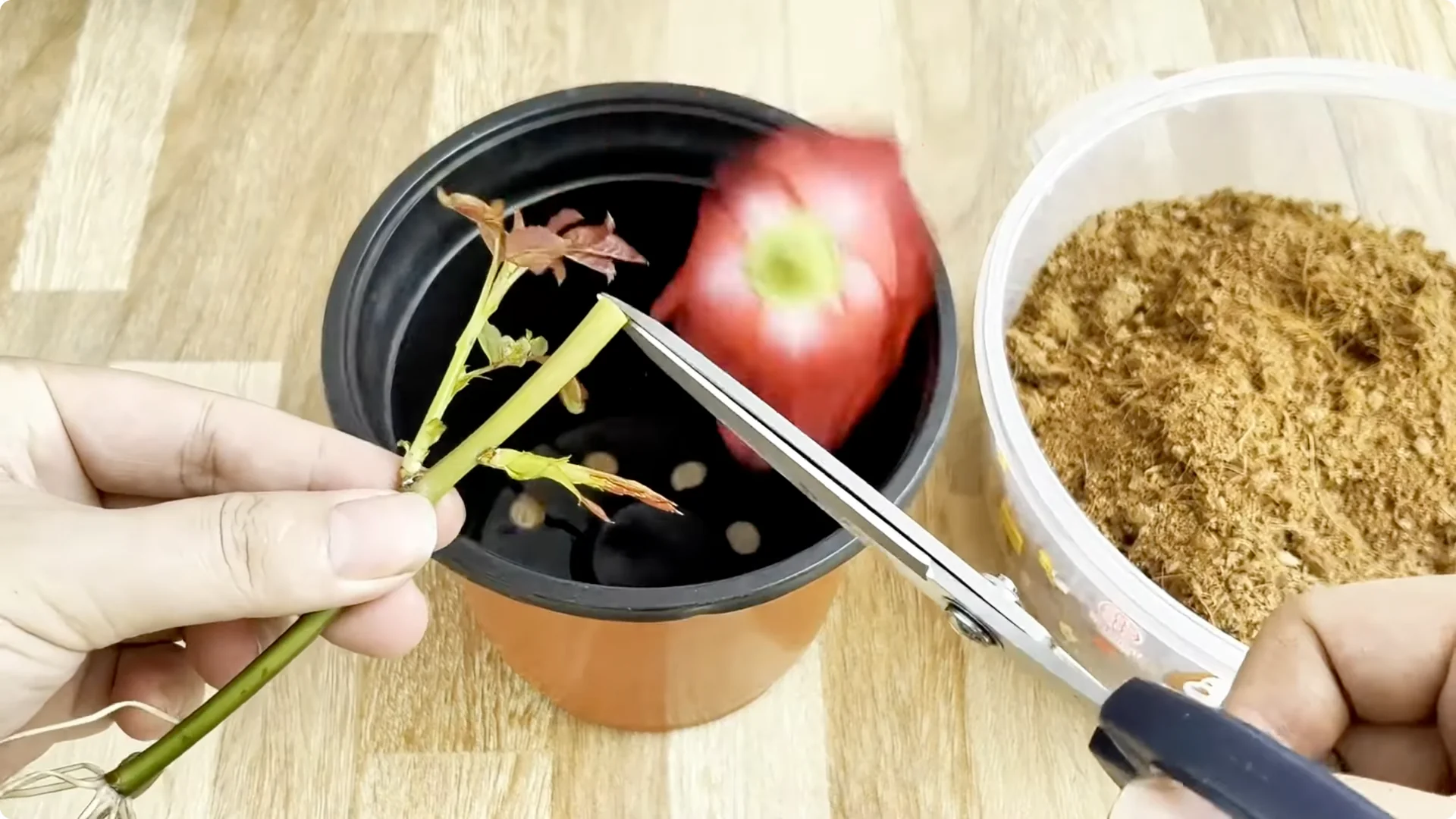 Why Sprinkling One Spoon Helps Rose Branches Root Fast screenshot 9