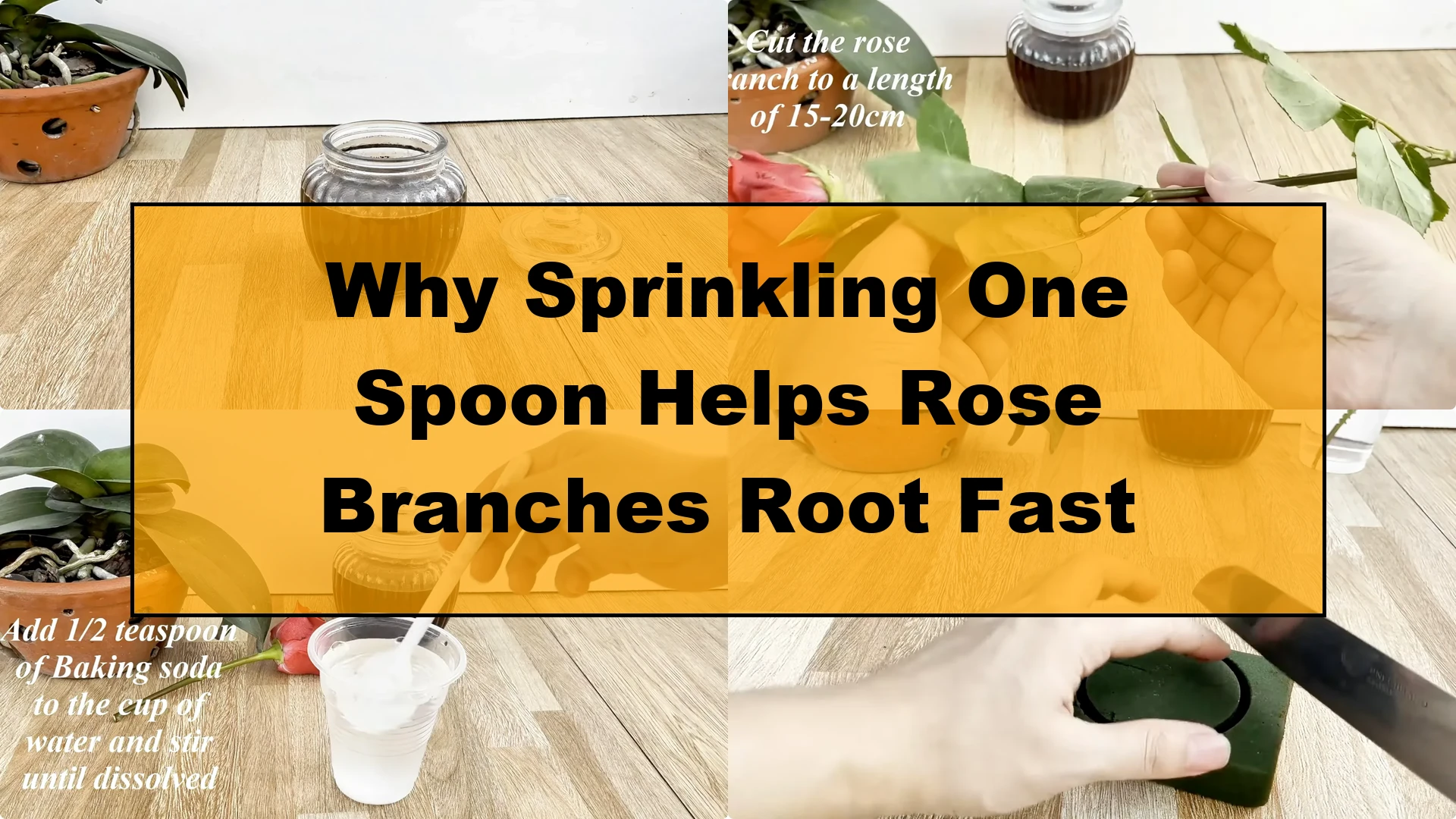 Why Sprinkling One Spoon Helps Rose Branches Root Fast - Featured Image