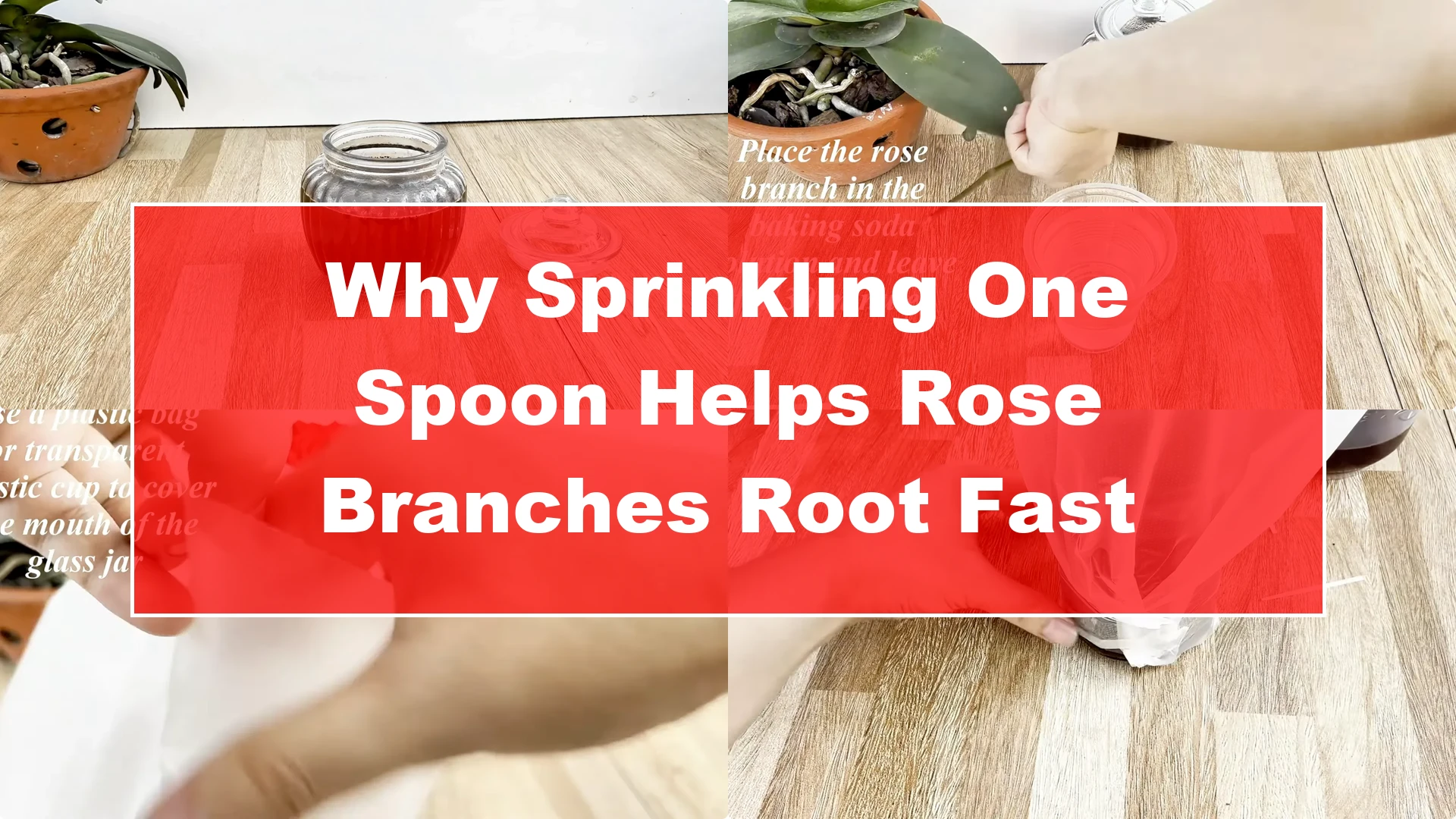 Why Sprinkling One Spoon Helps Rose Branches Root Fast - Featured Image