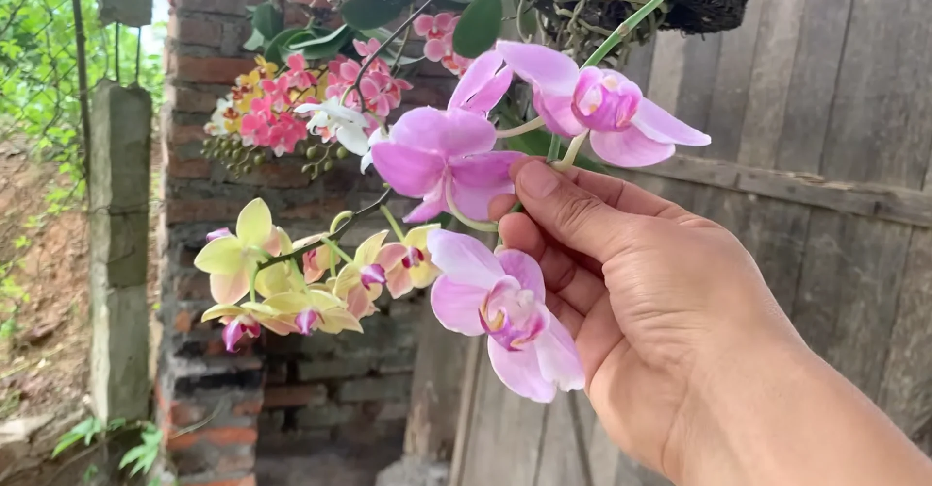 Why Upside-Down Orchids Bloom Beautifully All Year Long? screenshot 1