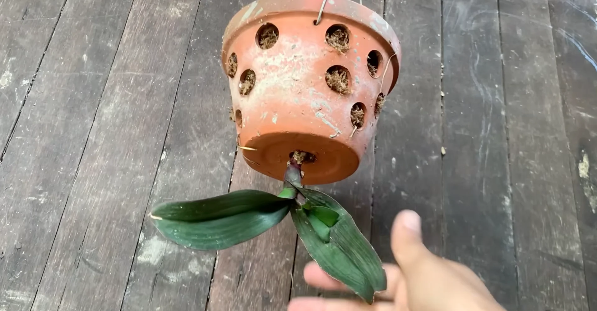 Why Upside-Down Orchids Bloom Beautifully All Year Long? screenshot 11