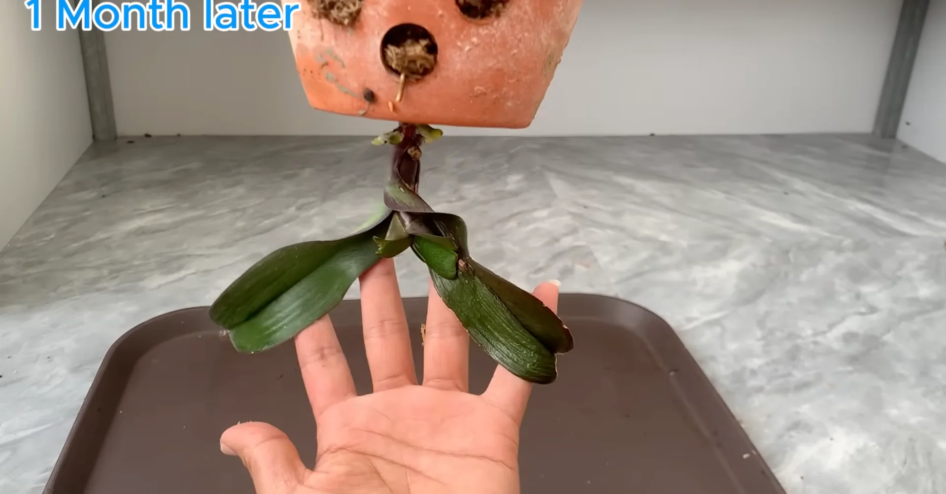 Why Upside-Down Orchids Bloom Beautifully All Year Long? screenshot 12