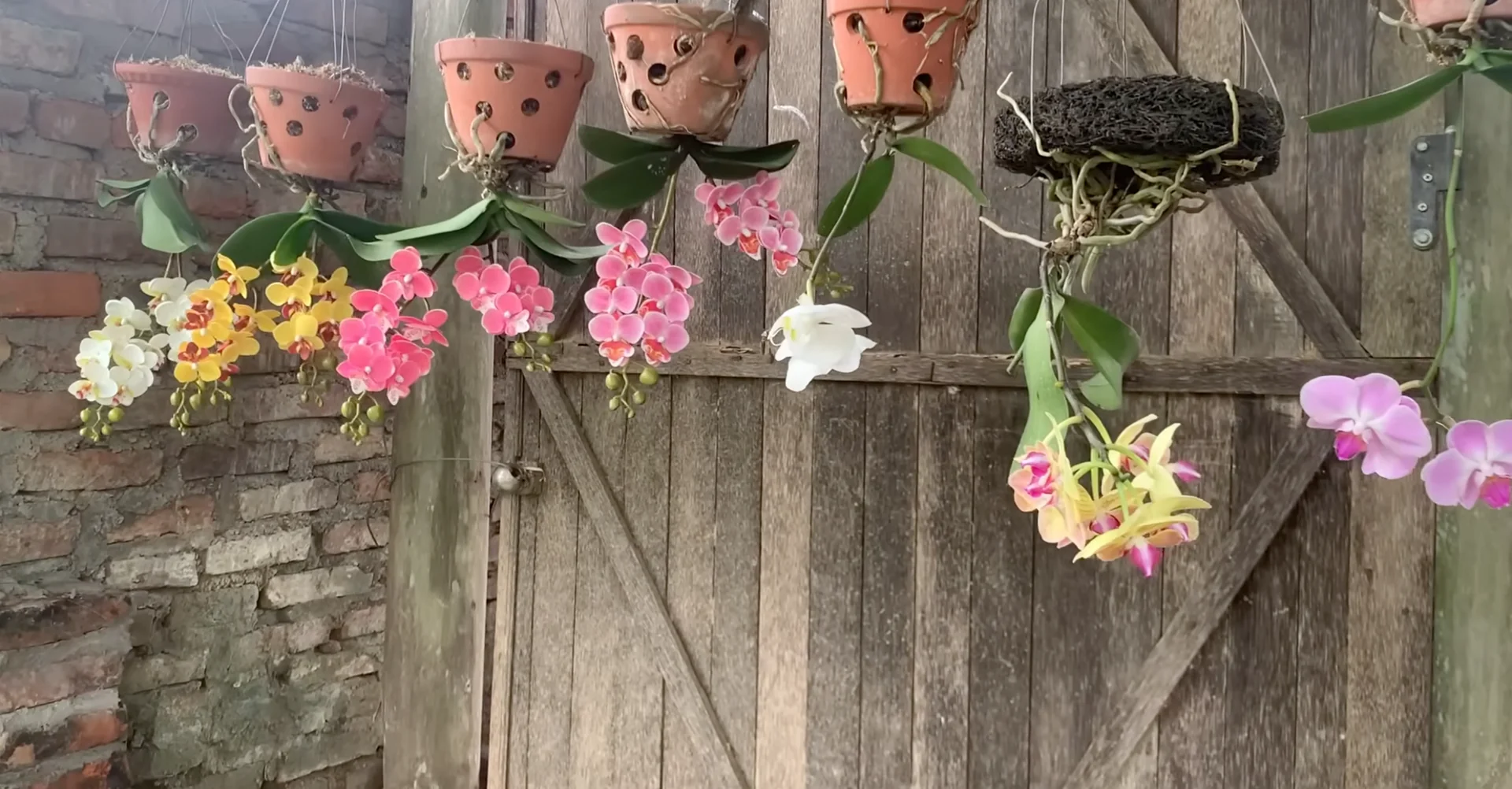 Why Upside-Down Orchids Bloom Beautifully All Year Long? screenshot 13