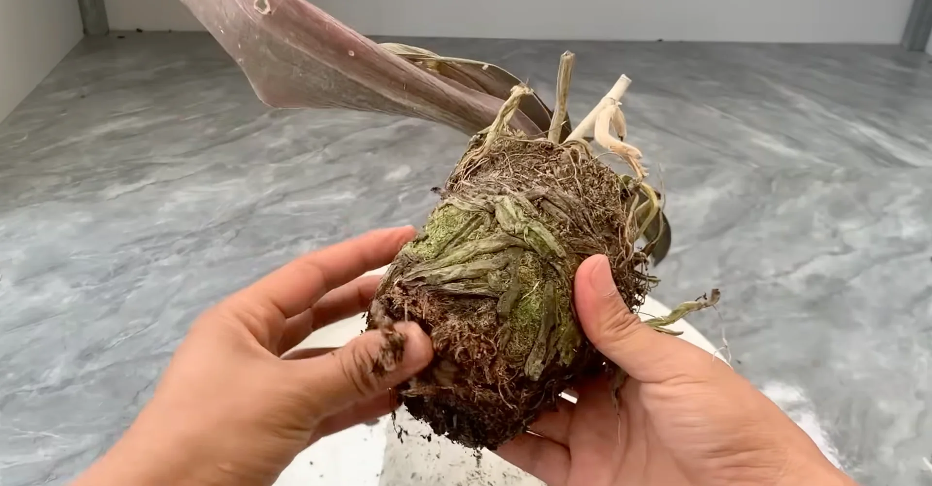 Why Upside-Down Orchids Bloom Beautifully All Year Long? screenshot 2
