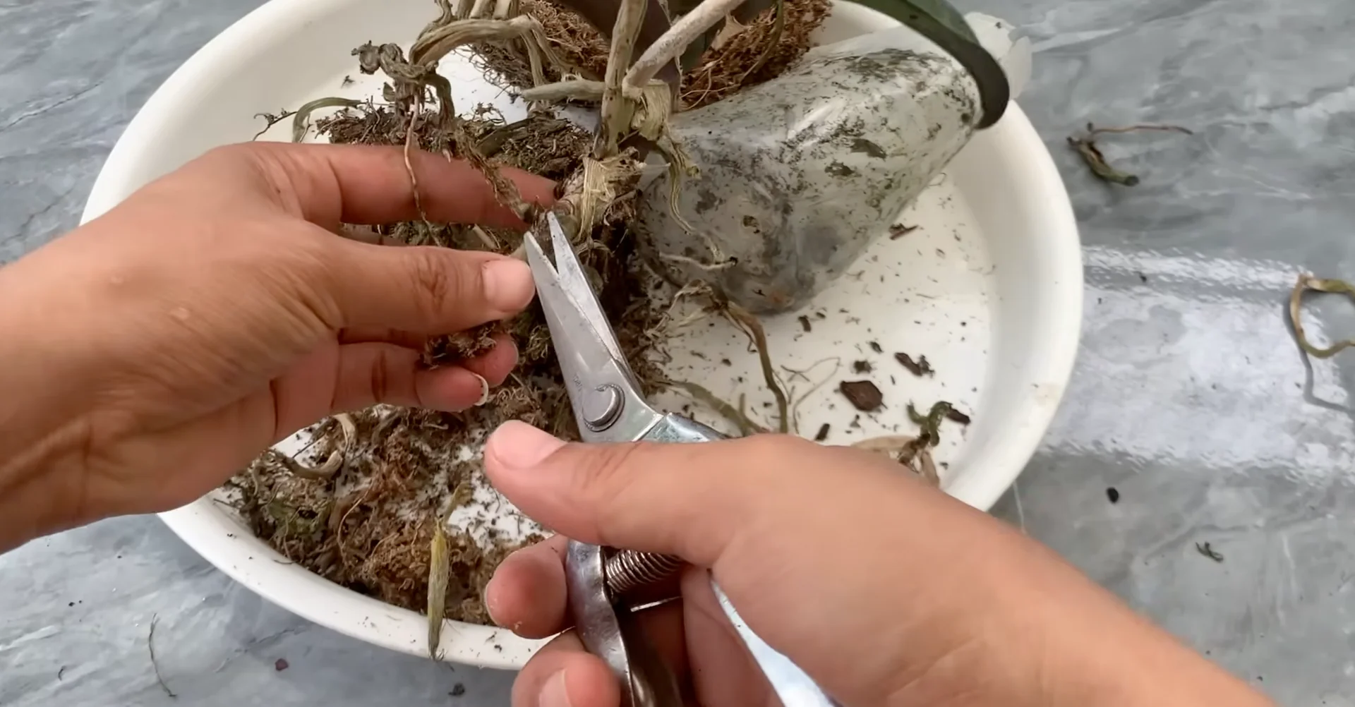 Why Upside-Down Orchids Bloom Beautifully All Year Long? screenshot 3