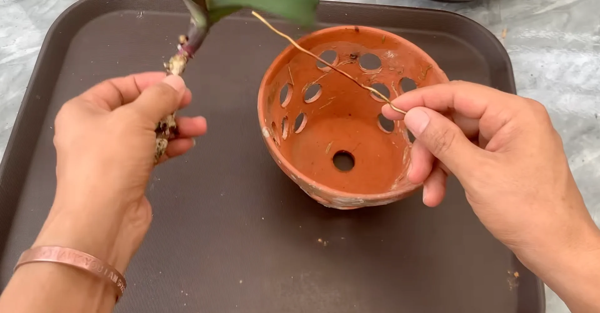 Why Upside-Down Orchids Bloom Beautifully All Year Long? screenshot 8