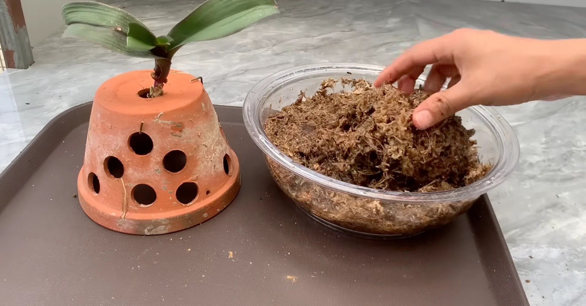 Why Upside-Down Orchids Bloom Beautifully All Year Long? screenshot 9