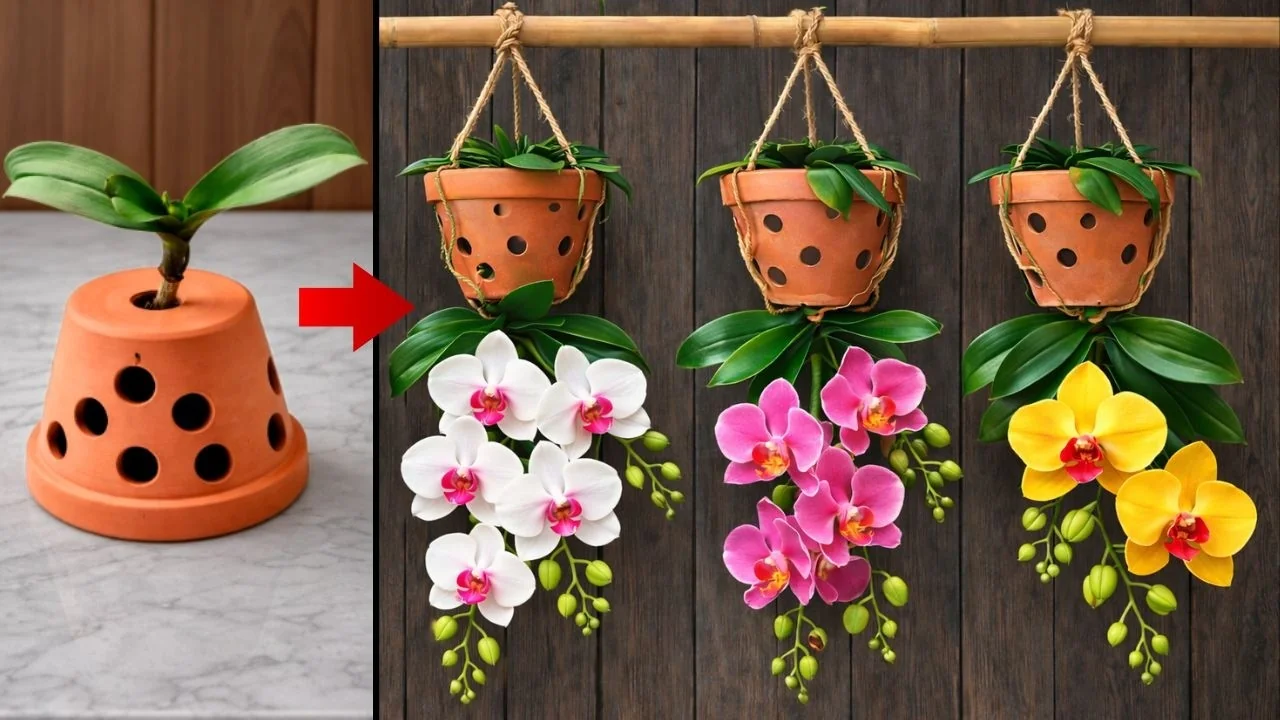 Why Upside-Down Orchids Bloom Beautifully All Year Long? - Featured Image