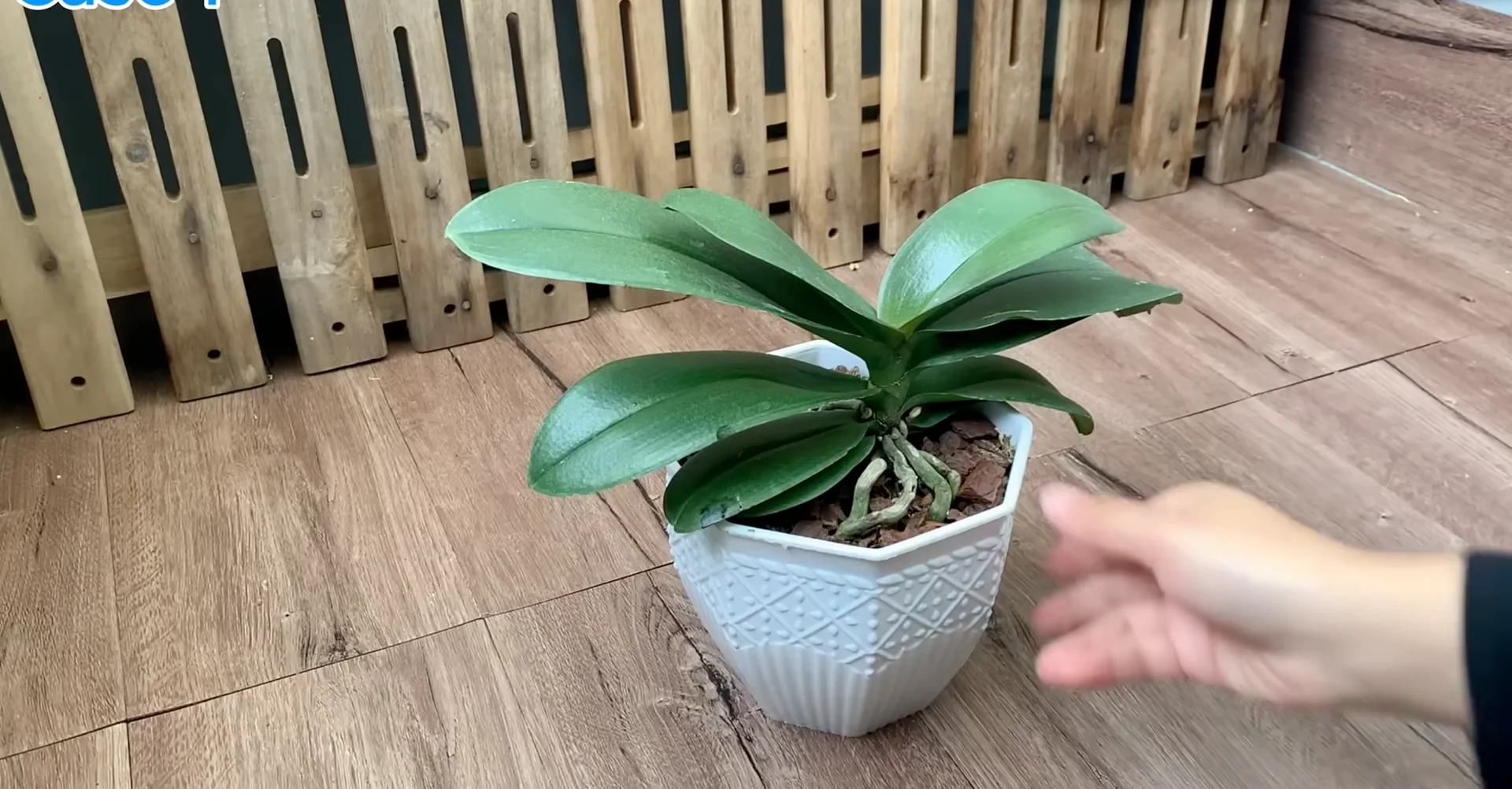 Why Your Orchid Isn’t Blooming: 3 Surprising Causes & Fixes? screenshot 1