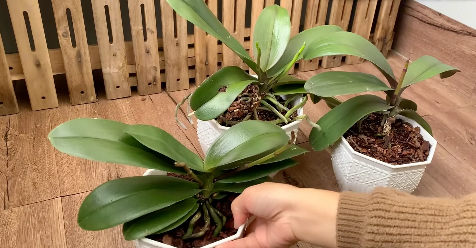 Why Your Orchid Isn’t Blooming: 3 Surprising Causes & Fixes? screenshot 10