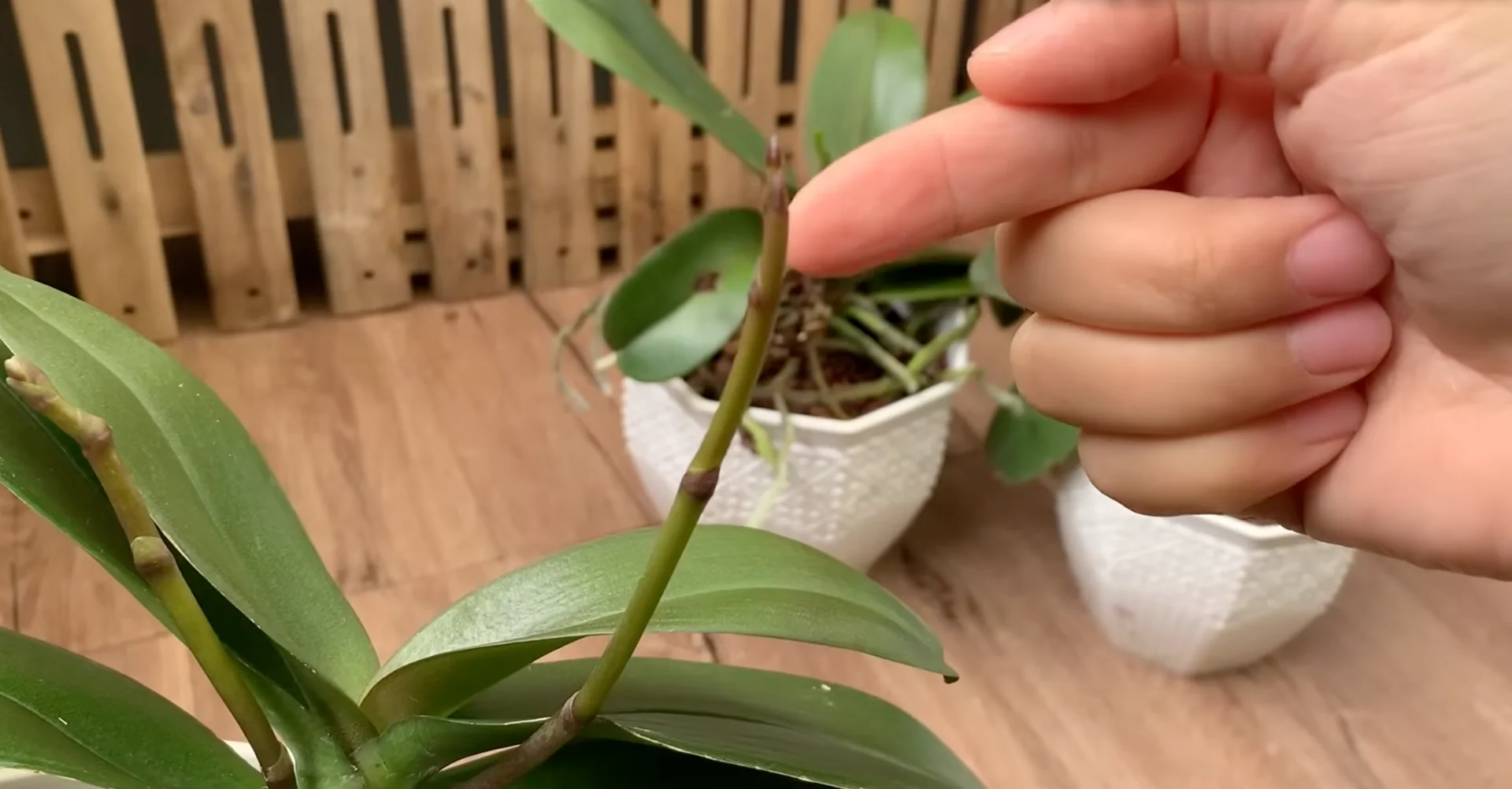 Why Your Orchid Isn’t Blooming: 3 Surprising Causes & Fixes? screenshot 11