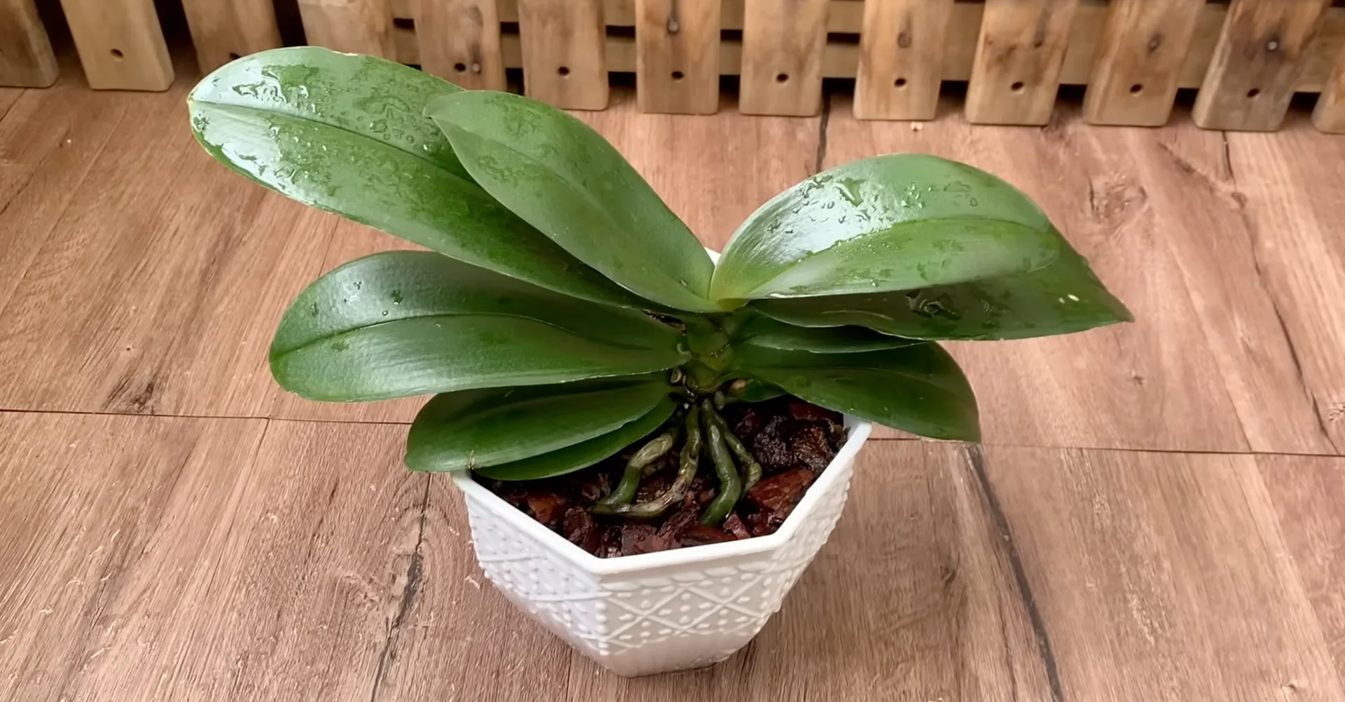 Why Your Orchid Isn’t Blooming: 3 Surprising Causes & Fixes? screenshot 7