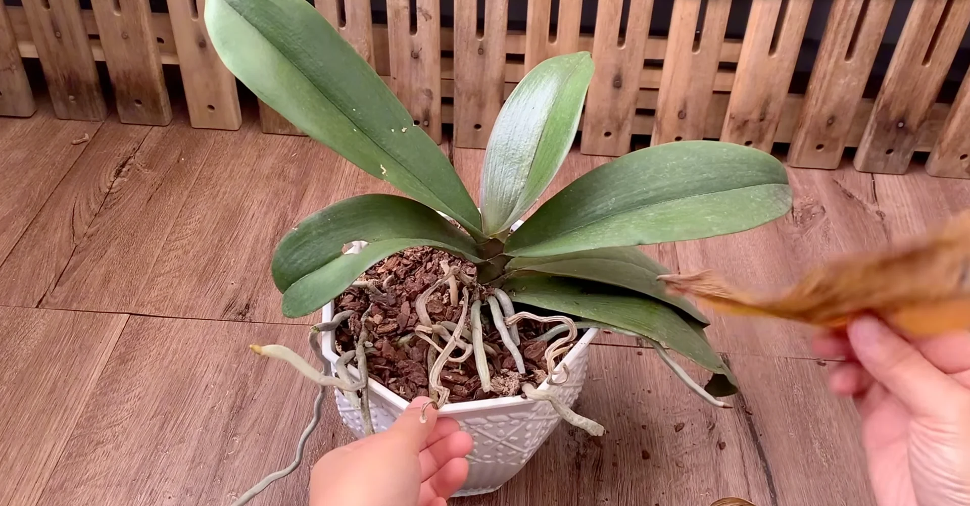 Why Your Orchid Isn’t Blooming: 3 Surprising Causes & Fixes? screenshot 8