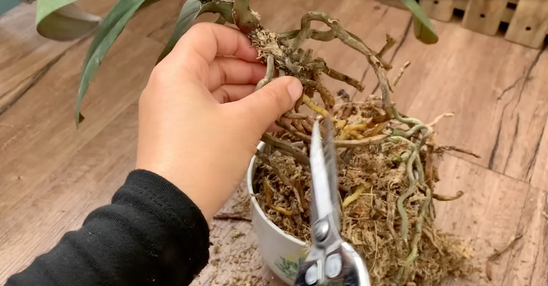 Why Your Orchid Isn’t Blooming: 3 Surprising Causes & Fixes? screenshot 9