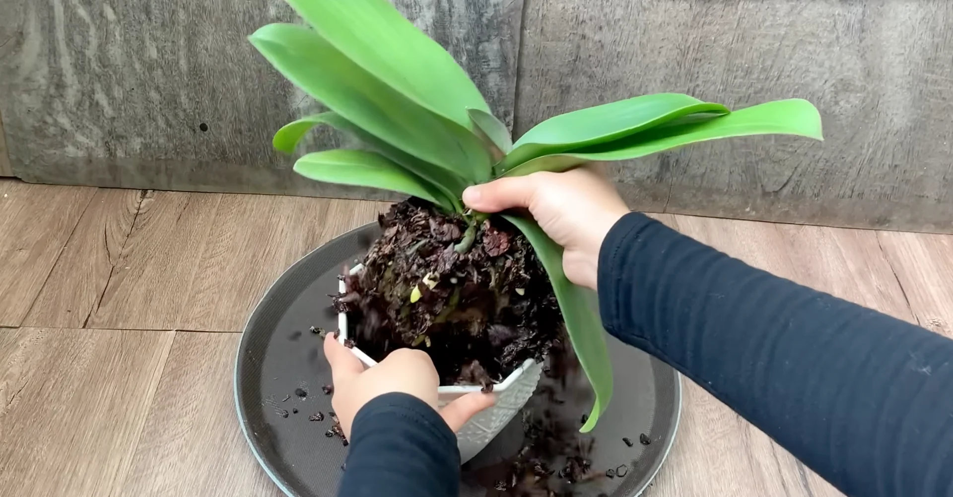 Why Your Orchids Haven't Bloomed in Years Explained? screenshot 1
