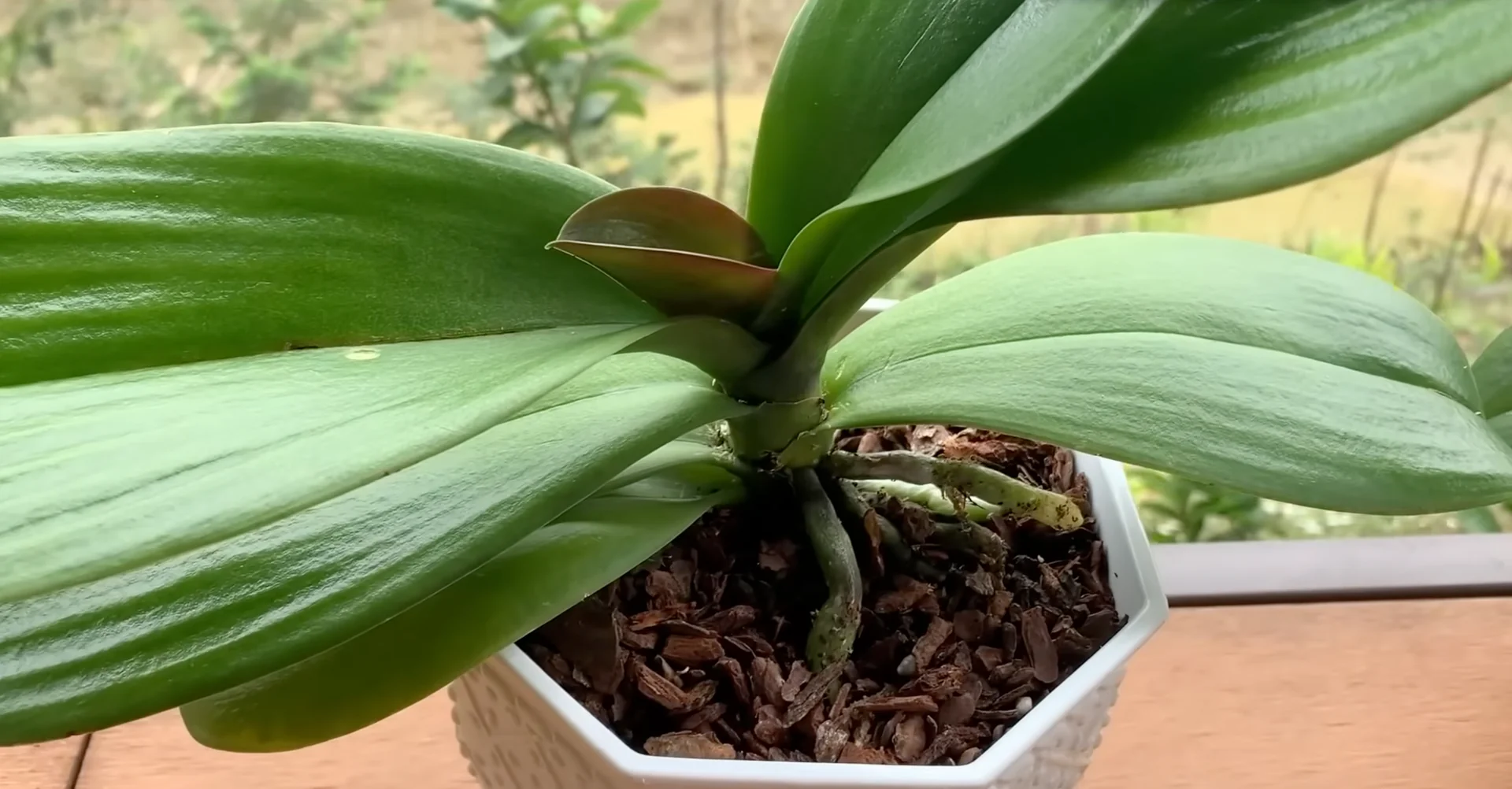 Why Your Orchids Haven't Bloomed in Years Explained? screenshot 10