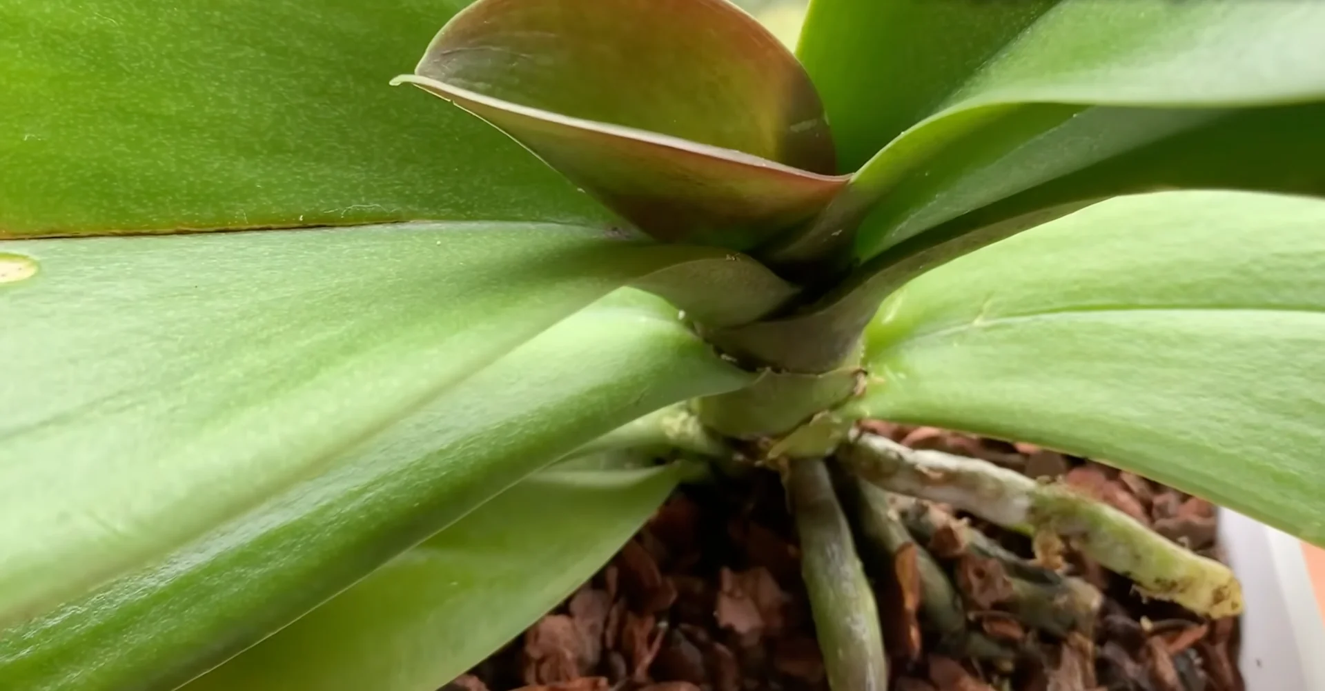 Why Your Orchids Haven't Bloomed in Years Explained? screenshot 11