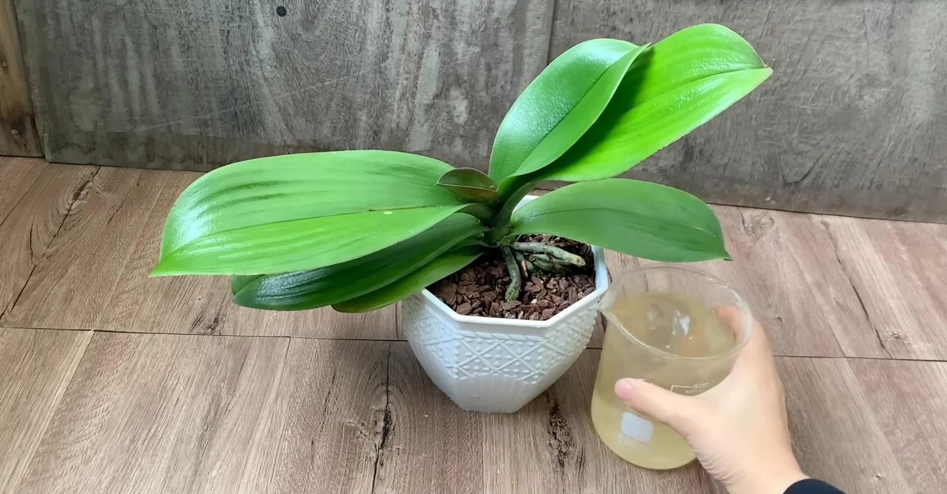 Why Your Orchids Haven't Bloomed in Years Explained? screenshot 12