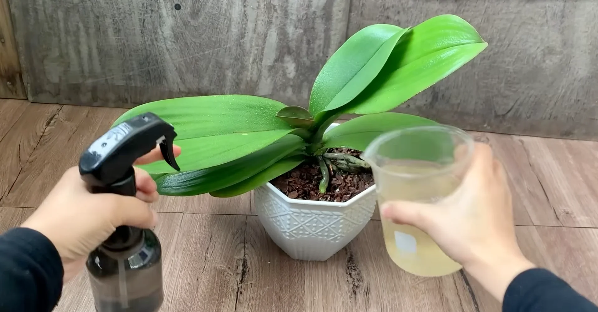 Why Your Orchids Haven't Bloomed in Years Explained? screenshot 13