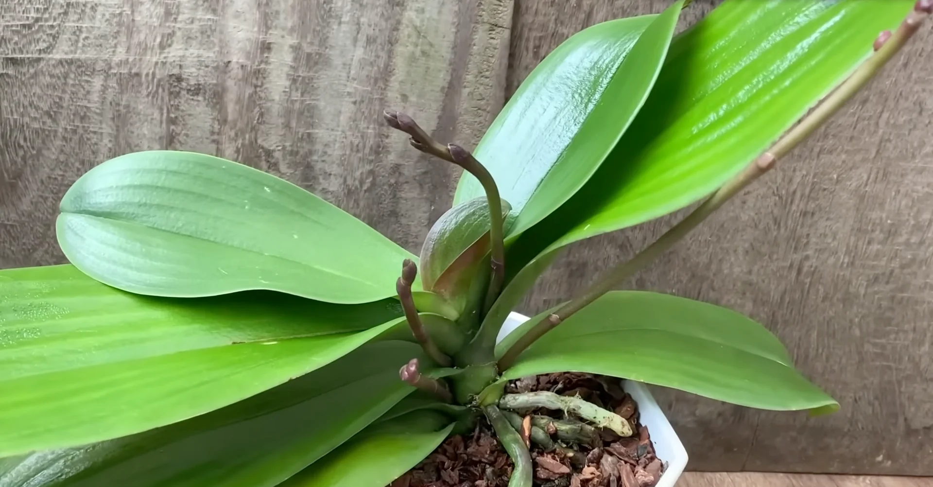 Why Your Orchids Haven't Bloomed in Years Explained? screenshot 14