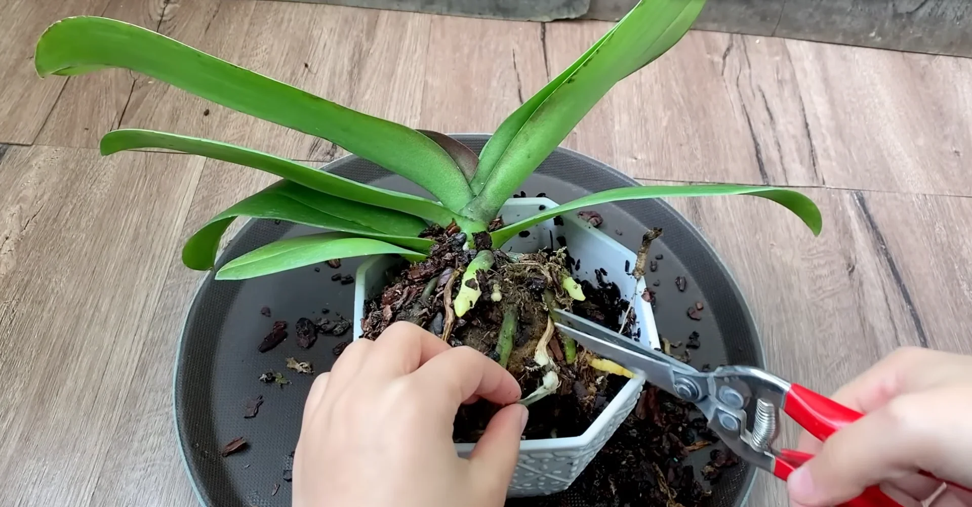 Why Your Orchids Haven't Bloomed in Years Explained? screenshot 2