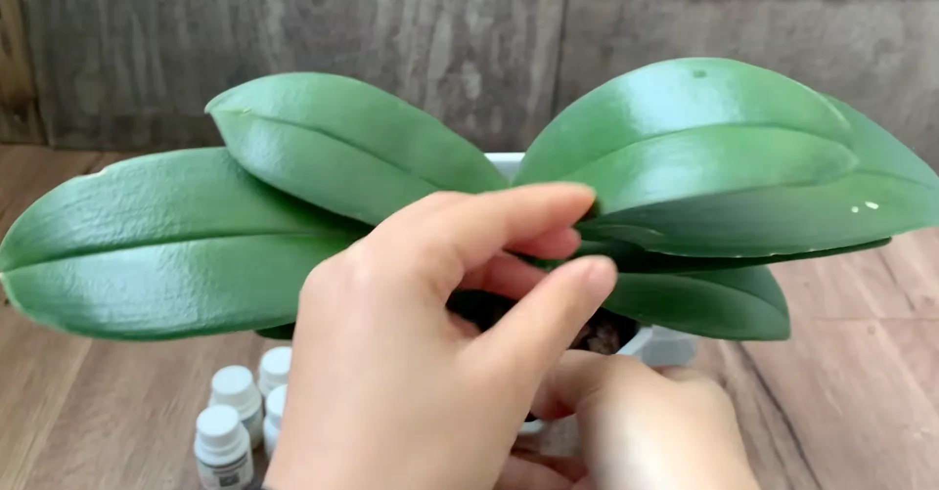 Why Your Orchids Haven't Bloomed in Years Explained? screenshot 3