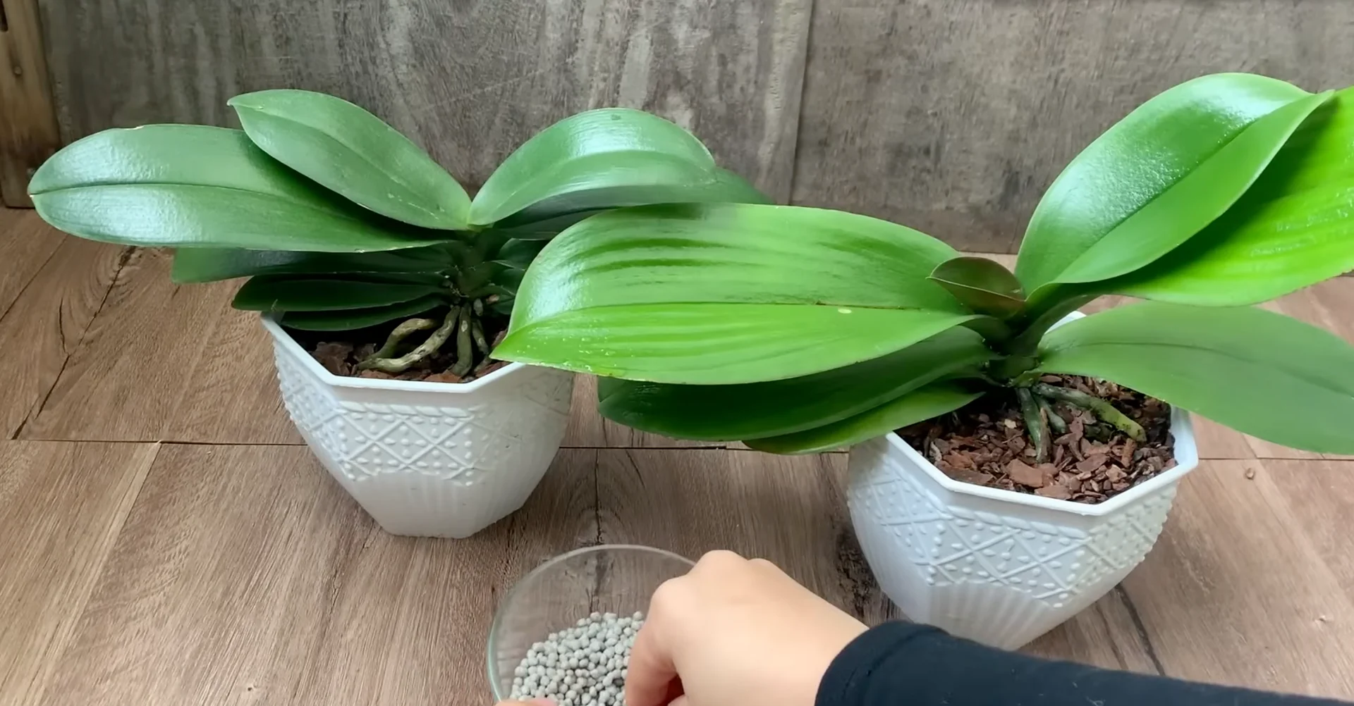 Why Your Orchids Haven't Bloomed in Years Explained? screenshot 4