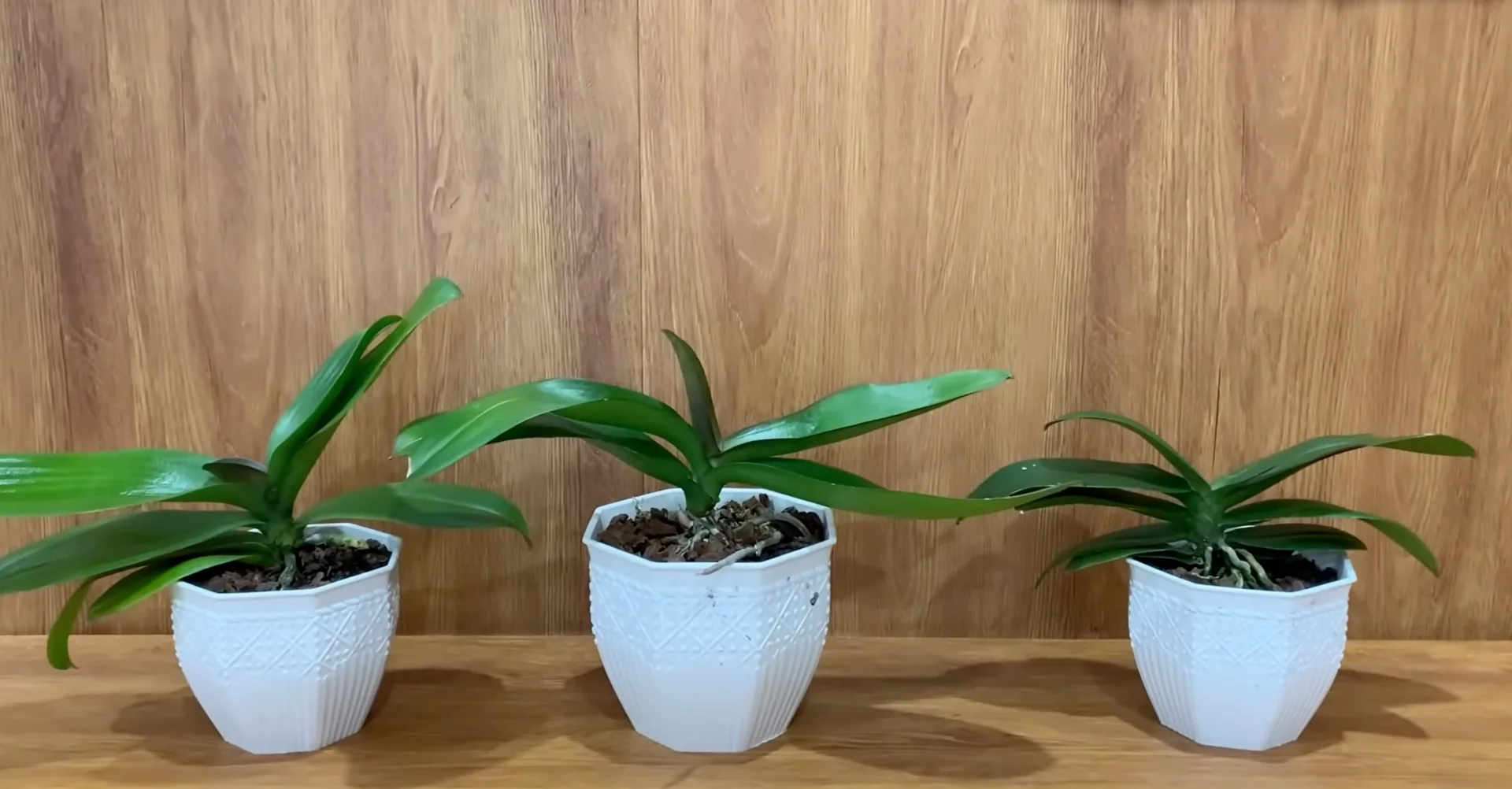 Why Your Orchids Haven't Bloomed in Years Explained? screenshot 5