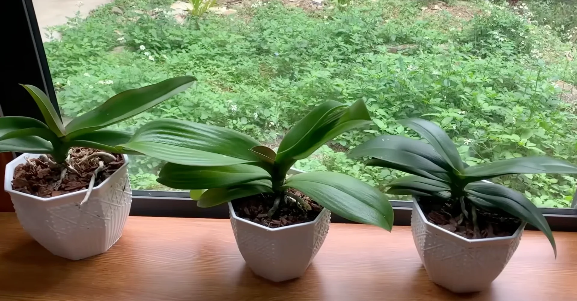Why Your Orchids Haven't Bloomed in Years Explained? screenshot 6