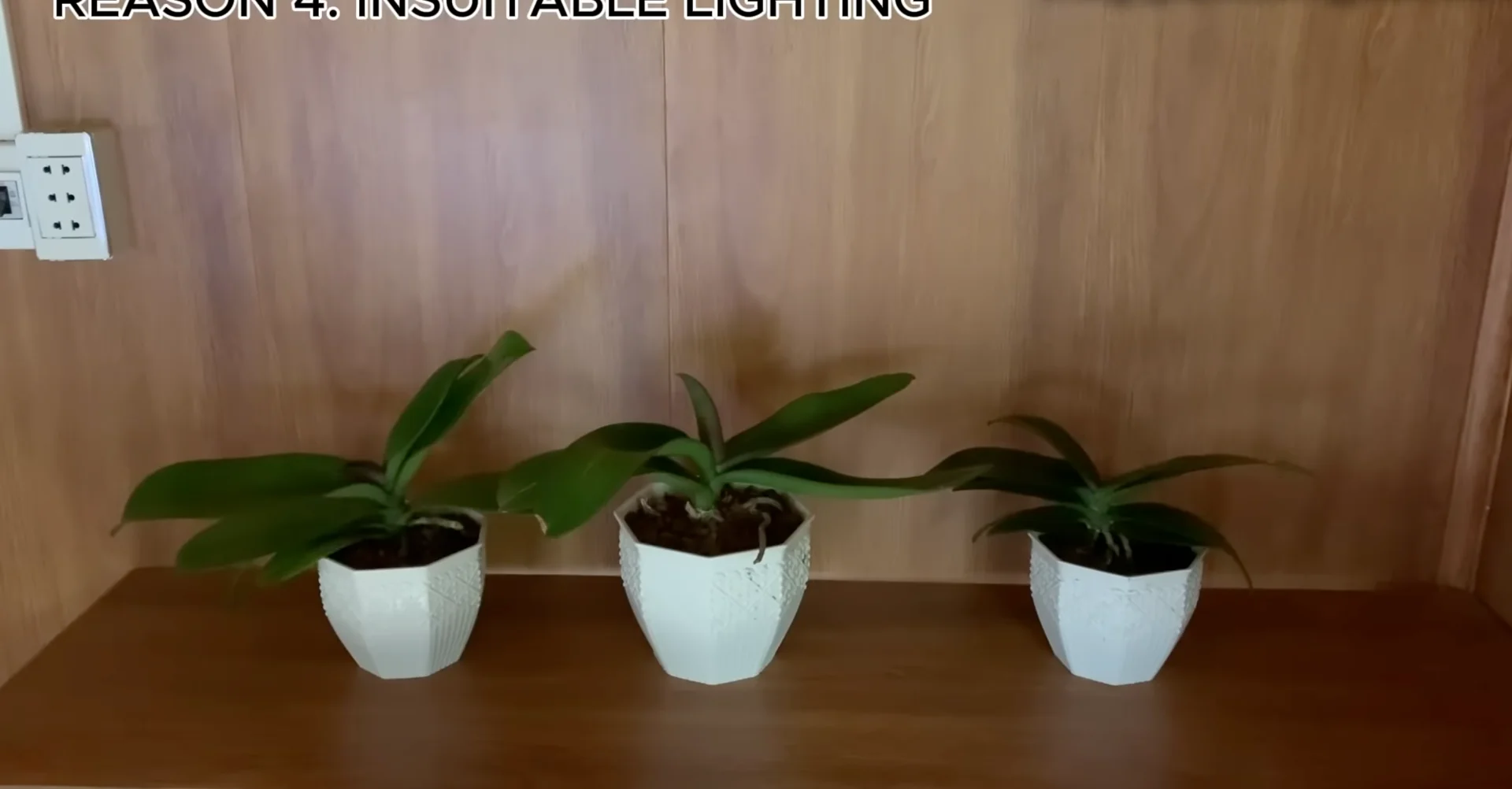 Why Your Orchids Haven't Bloomed in Years Explained? screenshot 7