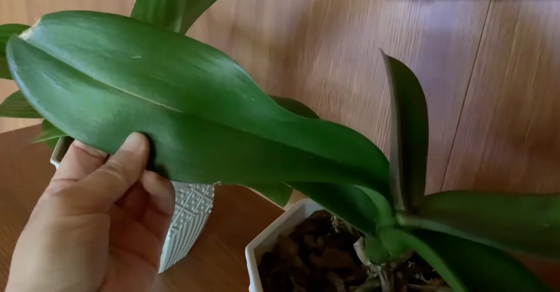 Why Your Orchids Haven't Bloomed in Years Explained? screenshot 8