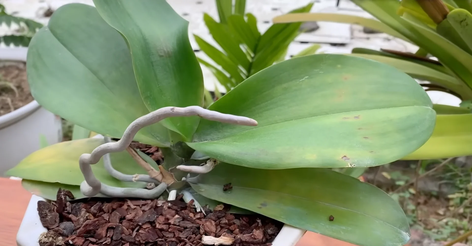Why Your Orchids Haven't Bloomed in Years Explained? screenshot 9