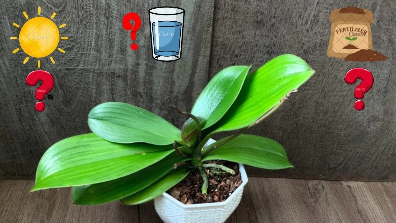 Why Your Orchids Haven't Bloomed in Years Explained? - Featured Image