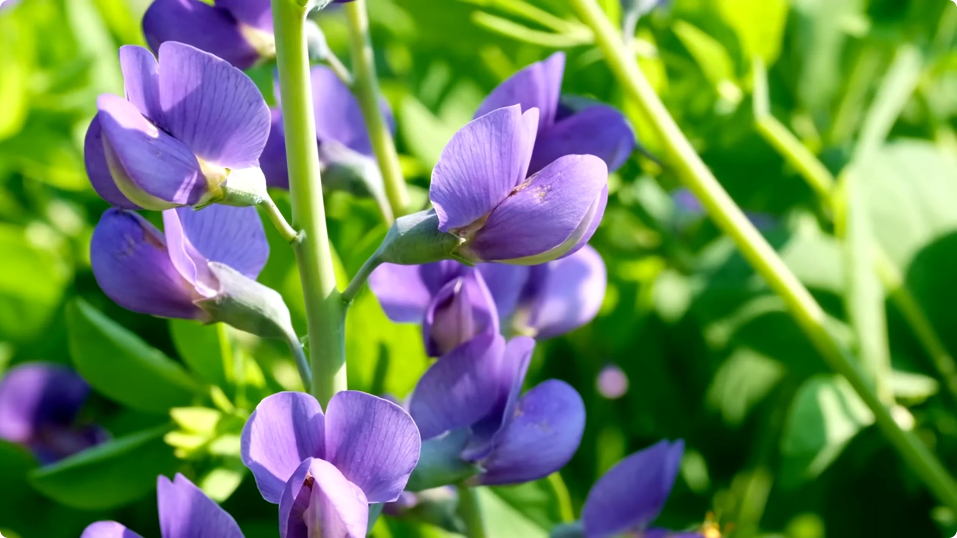 10 Beautiful Perennials That You Need to Plant in May screenshot 1