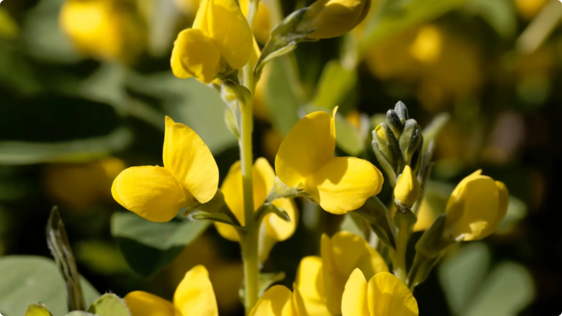 10 Beautiful Perennials That You Need to Plant in May screenshot 10