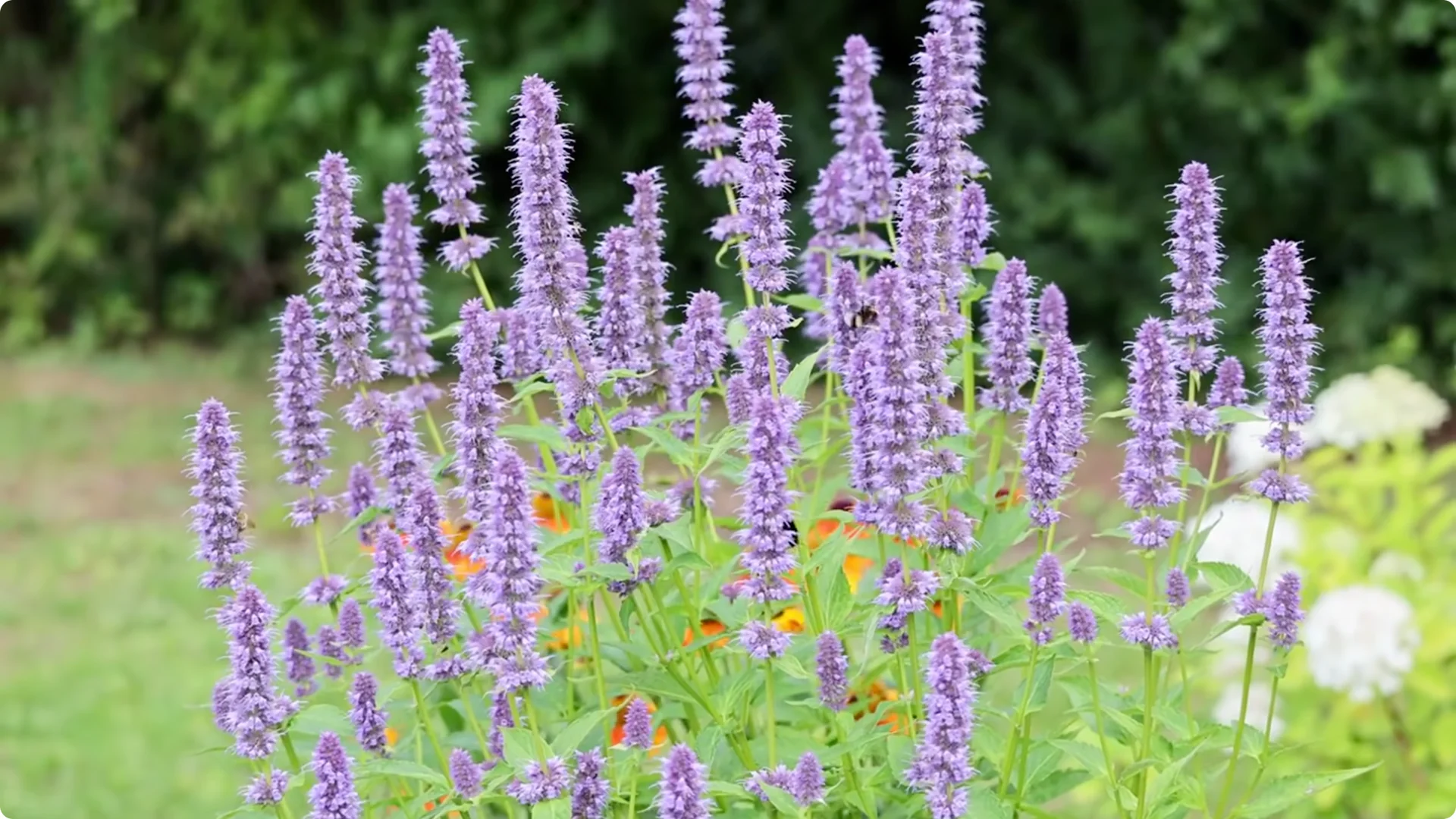 10 Beautiful Perennials That You Need to Plant in May screenshot 3