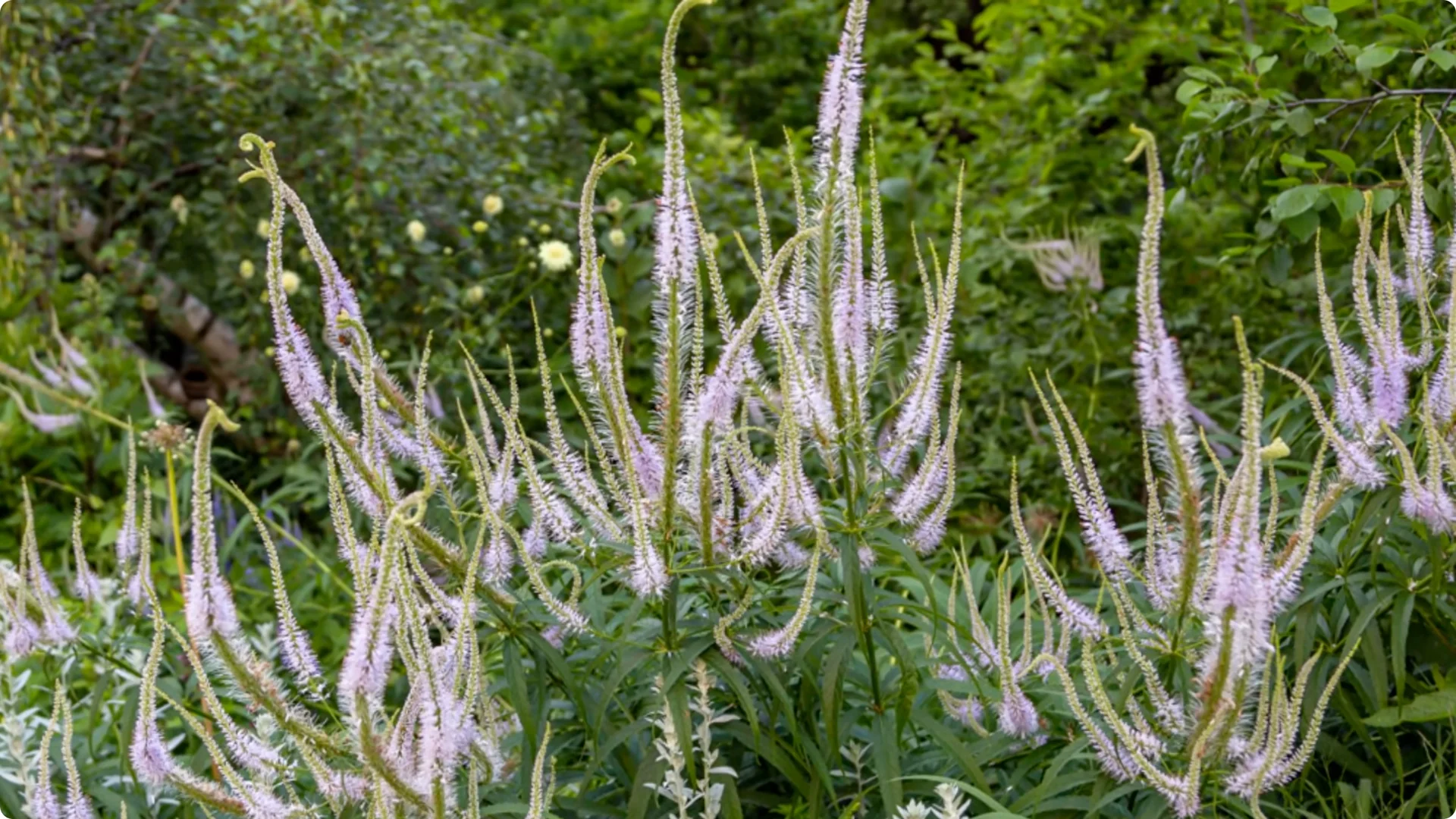 10 Beautiful Perennials That You Need to Plant in May screenshot 5