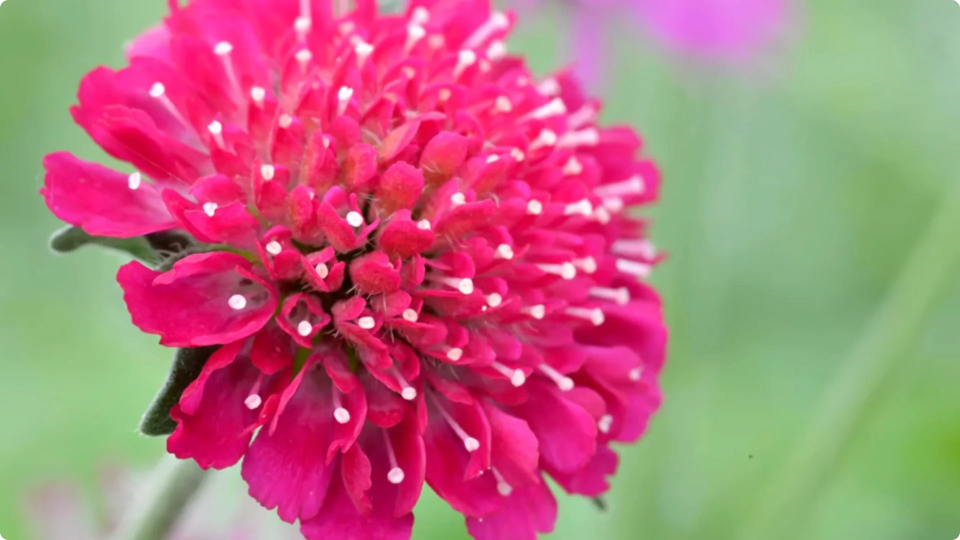 10 Beautiful Perennials That You Need to Plant in May screenshot 6