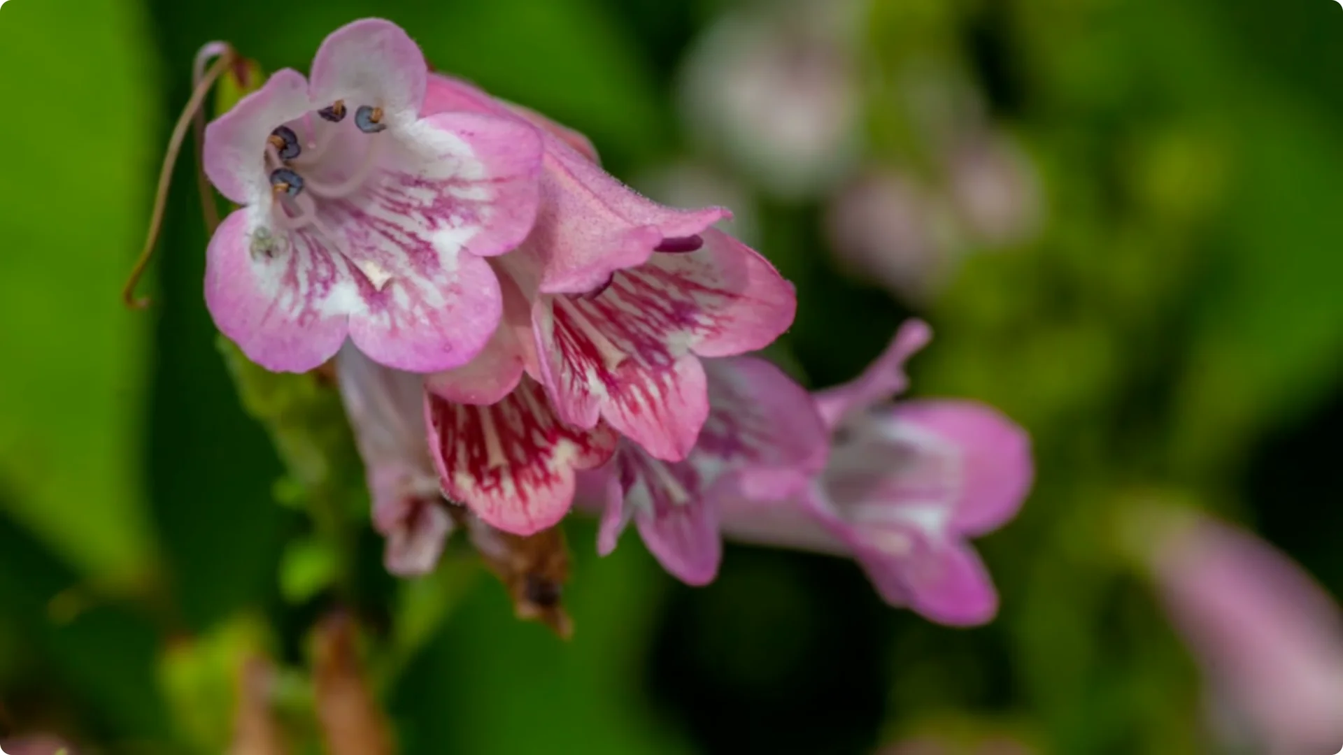 10 Beautiful Perennials That You Need to Plant in May screenshot 7